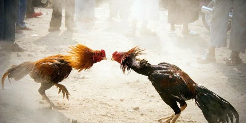 Sử dụng mẹo để đưa ra các quyết định sáng suốt giúp đưa nhiều phần quà về tay