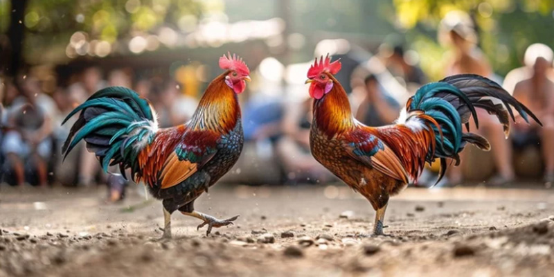 Đá gà đã có từ rất xa xưa.